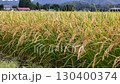 Autumn rice, rice ears, Akita Prefecture, autumn scenery, rice harvest, agriculture, rice 130400374