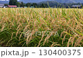 Autumn rice, rice ears, Akita Prefecture, autumn scenery, rice harvest, agriculture, rice 130400375