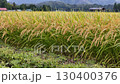 Autumn rice, rice ears, Akita Prefecture, autumn scenery, rice harvest, agriculture, rice 130400376