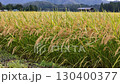 Autumn rice, rice ears, Akita Prefecture, autumn scenery, rice harvest, agriculture, rice 130400377