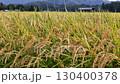 Autumn rice, rice ears, Akita Prefecture, autumn scenery, rice harvest, agriculture, rice 130400378