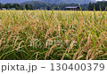 Autumn rice, rice ears, Akita Prefecture, autumn scenery, rice harvest, agriculture, rice 130400379