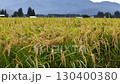 Autumn rice, rice ears, Akita Prefecture, autumn scenery, rice harvest, agriculture, rice 130400380
