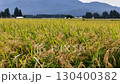 Autumn rice, rice ears, Akita Prefecture, autumn scenery, rice harvest, agriculture, rice 130400382