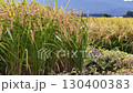 Autumn rice, rice ears, Akita Prefecture, autumn scenery, rice harvest, agriculture, rice 130400383
