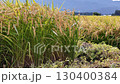 Autumn rice, rice ears, Akita Prefecture, autumn scenery, rice harvest, agriculture, rice 130400384