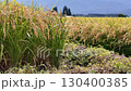 Autumn rice, rice ears, Akita Prefecture, autumn scenery, rice harvest, agriculture, rice 130400385