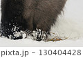 Wild Konik Horse Grazing in Snowy Field in Belarus Naliboki Forest Close-Up 130404428