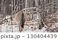 Wild Horse Grazing and Playing in Snowy Belarus Field Close-Up 130404439