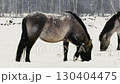 Wild Konik Horse Grazing and Playing in Snowy Belarus Field Close-Up 130404475