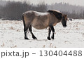 Wild Horse Grazing and Playing in Snowy Belarus Field Close-Up 130404488