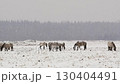 Wild Horses Grazing in Snowy Field 130404491