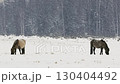 Wild Konik Horse Grazing and Playing in Snowy Belarus Field Close-Up 130404492