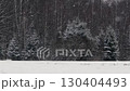 Winter Forest Landscape: Snowfall and Trees 130404493