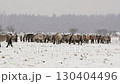 Wild Horses Grazing in Snowy Field 130404496