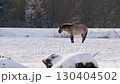 Wild Horse Grazing and Playing in Snowy Belarus Field Close-Up 130404502