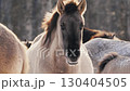 Wild Konik Horses Grazing in Snowy Field 130404505