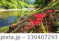Cluster amaryllis of Korankei 130407293