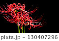 Cluster amaryllis of Korankei 130407296