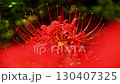 Cluster amaryllis of Korankei 130407325