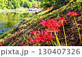 Cluster amaryllis of Korankei 130407326