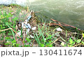 Young snake first crawls on surface of accumulated branches, sticks, hay and household garbage near the river bank with flow of muddy water of a greenish hue, then dives under the water with its head 130411674