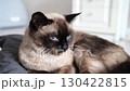 Siamese cat relaxing on bed: playful and curious feline in cozy home setting 130422815