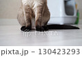 Cat curiously interacting with human on floor playful moments of feline 130423293