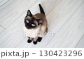 Curious siamese cat observes surroundings indoors with blueeyed focus on light 130423296