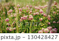 Clover flowers create a colorful display in a green field, basking in sunlight. 130428427