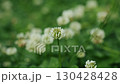 Clover blossoms flourish in a lush green landscape during early morning hours 130428428