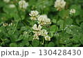 Fresh clover patches populate the ground, showcasing clusters of delicate white flowers 130428430