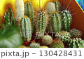 Diverse collection of cacti in pots displayed in a colorful arrangement under bright lighting 130428431