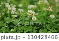 Fresh clover patches populate the ground, showcasing clusters of delicate white flowers 130428466
