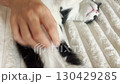 A woman lovingly pets her domestic black and white cat lying on a soft blanket, while the cat purrs and stretches in relaxation, enjoying affection and comfort 130429285