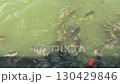 Koi gathered in the bait 130429846