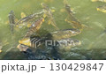 Koi gathered in the bait 130429847