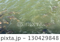 Koi gathered in the bait 130429848
