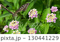 ランタナの蜜を吸うナミアゲハ 130441229