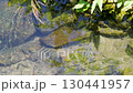 魚が泳ぐ公園のせせらぎ 130441957
