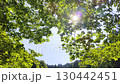 夏日的深綠和透過樹梢的陽光 130442451