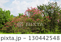 新緑の中に咲くサルスベリの花 130442548