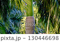 Palm tree trunks and green leaves swaying in the wind 130446698