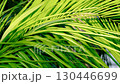 Palm leaves swaying in the wind (close-up) 130446699