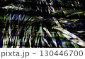 Palm leaves swaying through the blinds 130446700