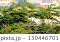 Green leaves of Indonesian Phoenix tree swaying in the wind 130446701