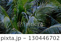 Palm leaves swaying in the wind (close-up) 130446702