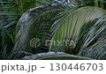 Palm leaves swaying in the wind (close-up) 130446703