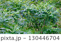 Young leaves swaying in the bright sunlight 130446704
