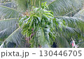 Palm leaves swaying in the wind (close-up) 130446705